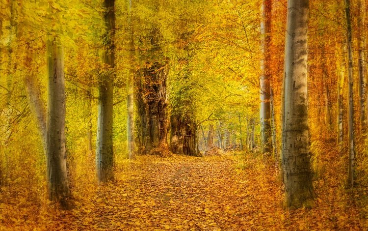 деревья, лес, листья, парк, осень, желтые, аллея, trees, forest, leaves, park, autumn, yellow, alley