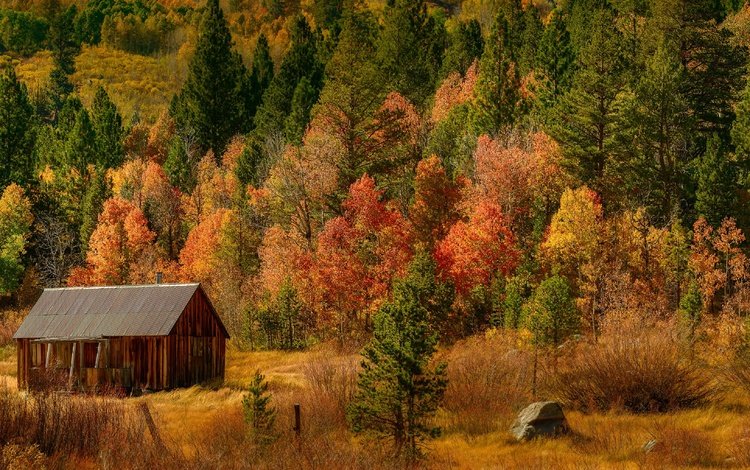 деревья, лес, осень, домик, trees, forest, autumn, house