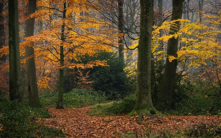 деревья, лес, осень, германия, опавшая листва, trees, forest, autumn, germany, fallen leaves