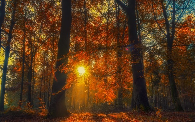 деревья, лес, осень, опавшая листва, trees, forest, autumn, fallen leaves