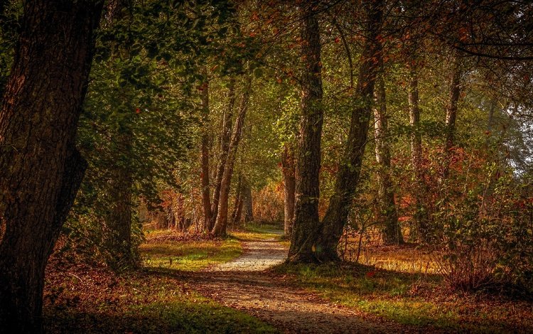 деревья, лес, парк, листва, осень, тропинка, trees, forest, park, foliage, autumn, path