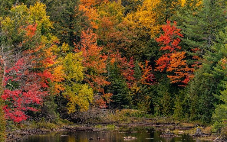 деревья, лес, парк, осень, пруд, канада, онтарио, algonquin, algonquin park, trees, forest, park, autumn, pond, canada, ontario