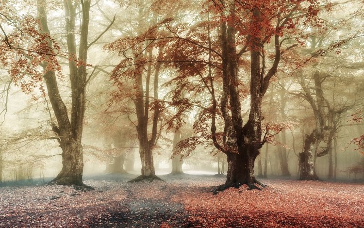 деревья, лес, парк, туман, ветки, листва, осень, trees, forest, park, fog, branches, foliage, autumn