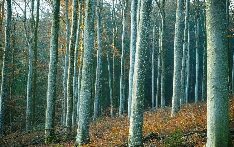 деревья, лес, стволы, trees, forest, trunks