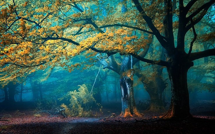 деревья, лес, туман, осень, тропинка, trees, forest, fog, autumn, path