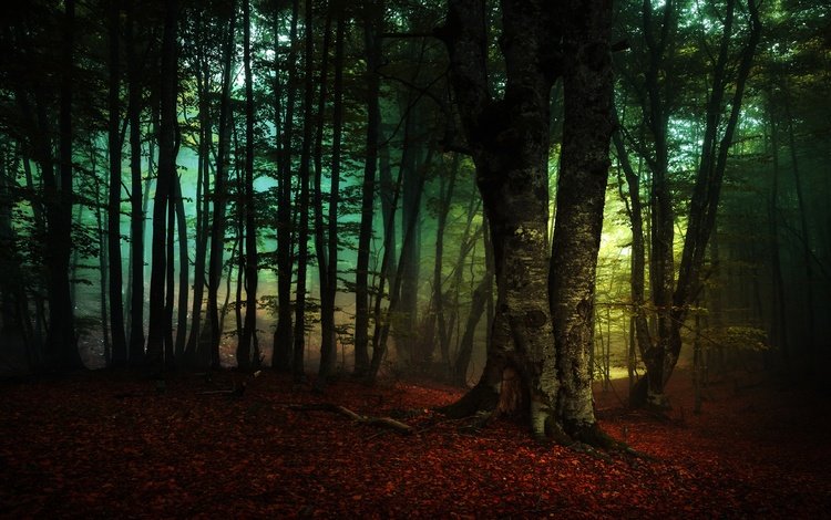 деревья, лес, туман, ветки, листва, осень, trees, forest, fog, branches, foliage, autumn