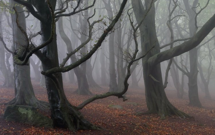 деревья, лес, туман, trees, forest, fog
