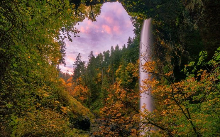 деревья, лес, водопад, осень, орегон, silver falls state park, trees, forest, waterfall, autumn, oregon