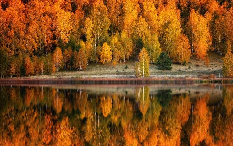 деревья, озеро, природа, берег, лес, отражение, пейзаж, осень, trees, lake, nature, shore, forest, reflection, landscape, autumn