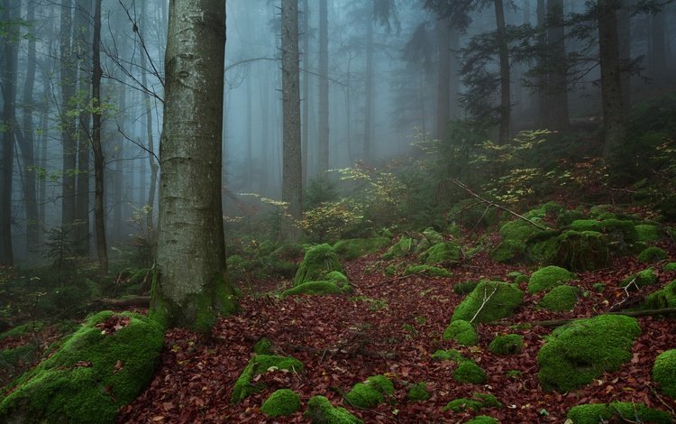 деревья, природа, камни, лес, туман, trees, nature, stones, forest, fog