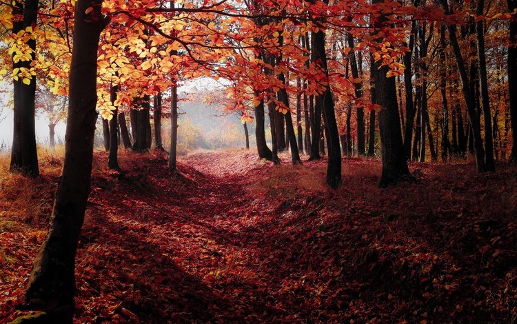 деревья, природа, лес, листья, осень, тропинка, trees, nature, forest, leaves, autumn, path