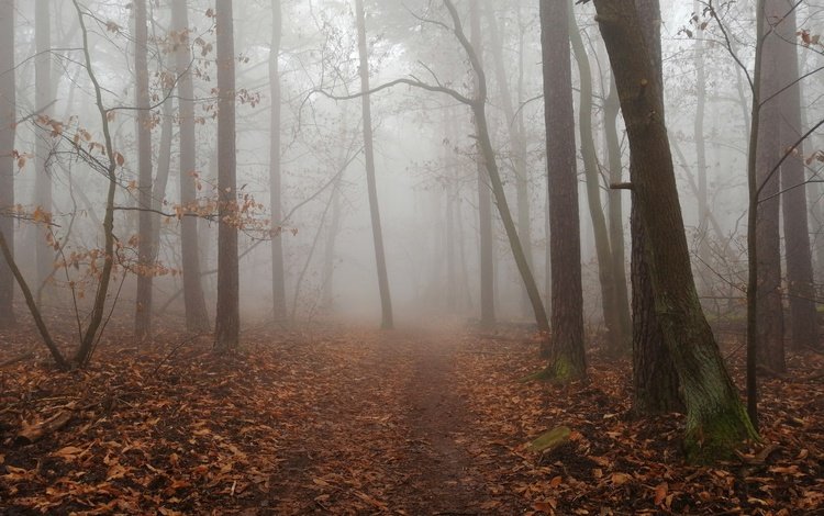 деревья, природа, лес, листья, туман, осень, тропинка, trees, nature, forest, leaves, fog, autumn, path