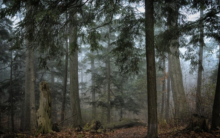 деревья, природа, лес, листья, туман, trees, nature, forest, leaves, fog