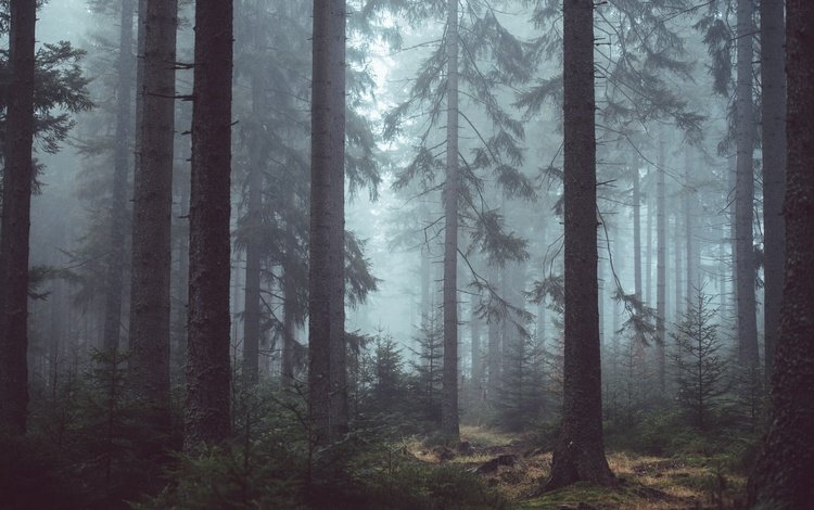 деревья, природа, лес, туман, trees, nature, forest, fog
