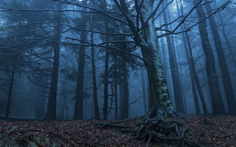 деревья, природа, лес, утро, туман, корни, сумерки, trees, nature, forest, morning, fog, roots, twilight