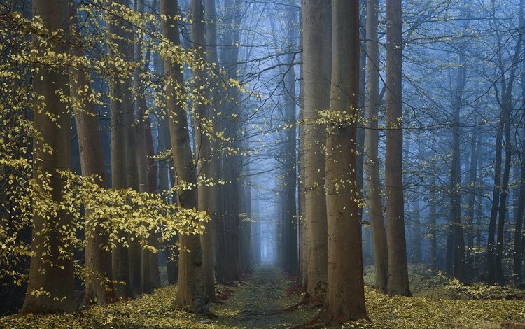 деревья, природа, лес, утро, туман, осень, trees, nature, forest, morning, fog, autumn