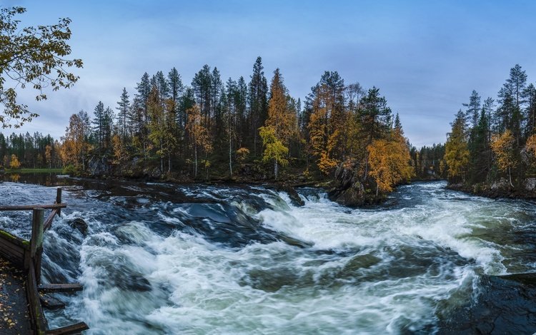 деревья, река, лес, осень, финляндия, kuusamo, trees, river, forest, autumn, finland