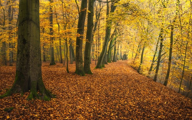 деревья, река, парк, осень, германия, опавшая листва, trees, river, park, autumn, germany, fallen leaves