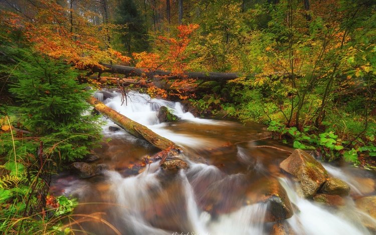 деревья, река, природа, камни, лес, осень, польша, trees, river, nature, stones, forest, autumn, poland