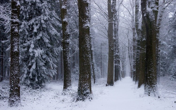 деревья, снег, природа, лес, зима, нидерланды, trees, snow, nature, forest, winter, netherlands