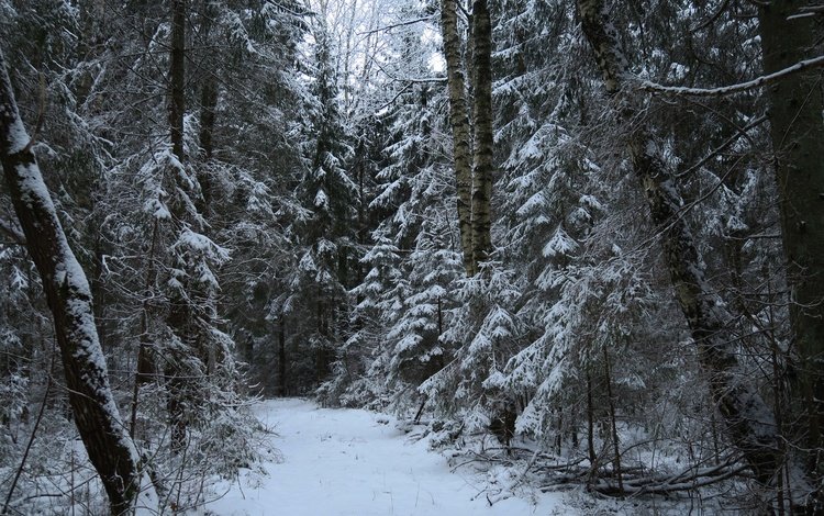 деревья, снег, природа, лес, зима, тропа, trees, snow, nature, forest, winter, trail