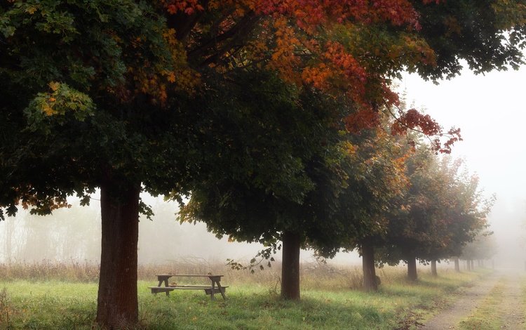 деревья, туман, осень, trees, fog, autumn