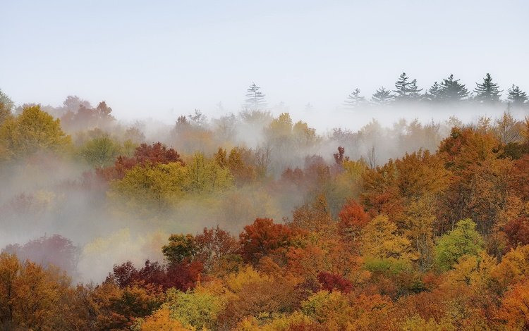 деревья, лес, туман, осень, trees, forest, fog, autumn