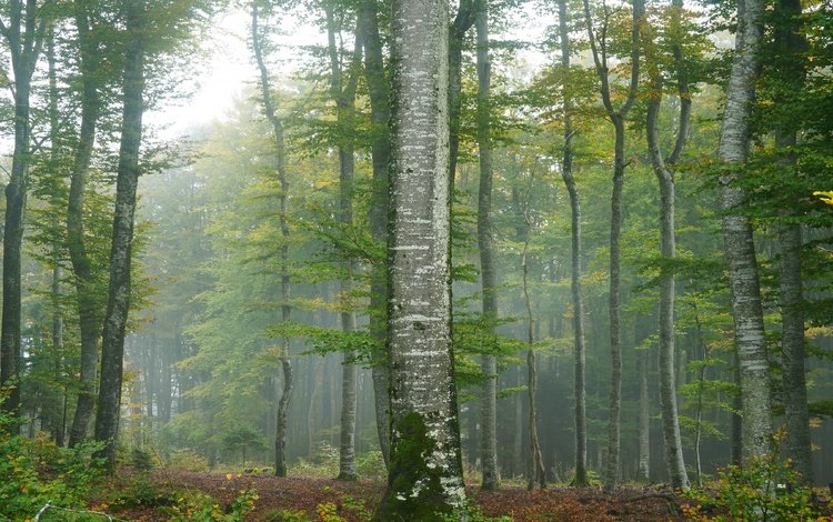 деревья, туман, trees, fog