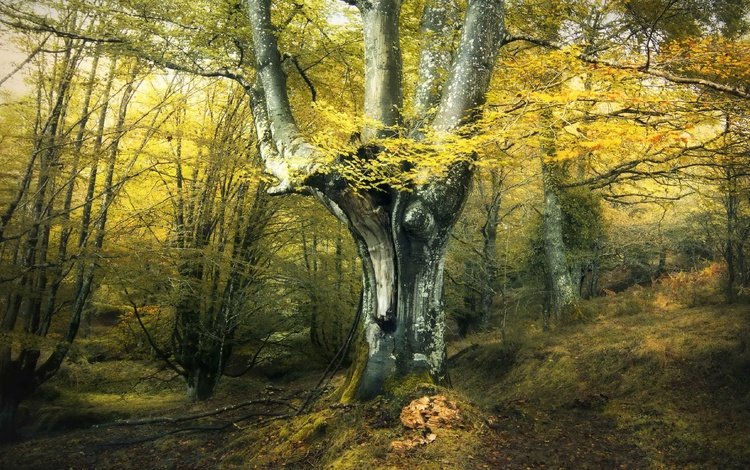 дерево, лес, осень, tree, forest, autumn