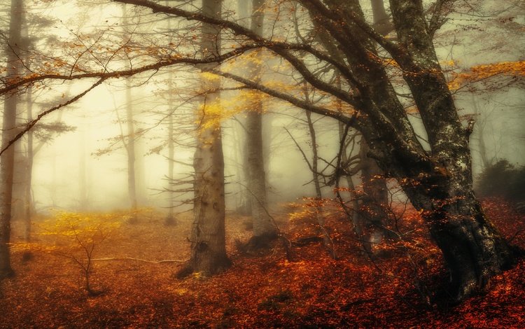 дерево, лес, утро, туман, ветки, осень, tree, forest, morning, fog, branches, autumn