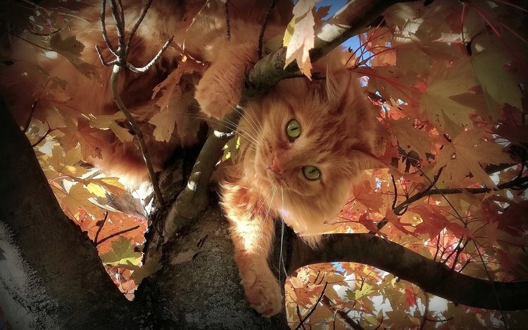 листья, зеленые глаза, кот, на дереве, мордочка, ветки, взгляд, осень, пушистый, рыжий, leaves, green eyes, cat, on the tree, muzzle, branches, look, autumn, fluffy, red