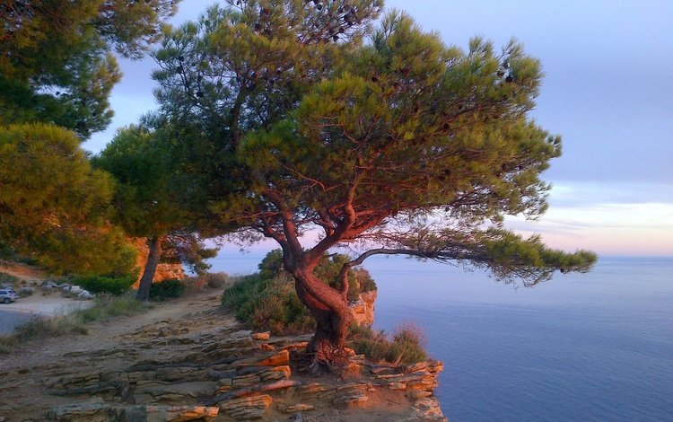 дерево, море, скала, франция, лазурный берег, tree, sea, rock, france, cote d'azur