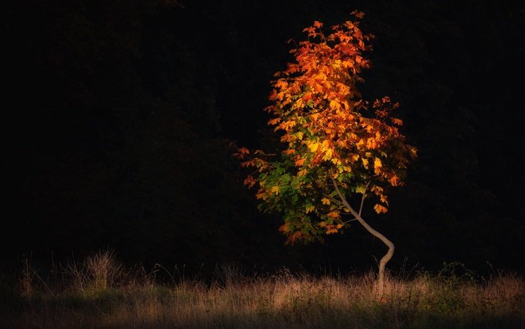 дерево, поле, листва, осень, черный фон, клен, осенние листья, tree, field, foliage, autumn, black background, maple, autumn leaves