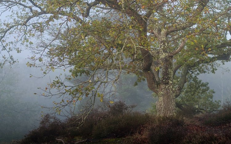 дерево, туман, tree, fog