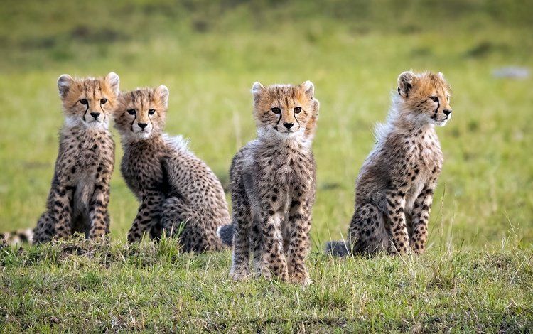 дикие кошки, гепарды, детеныши, wild cats, cheetahs, cubs