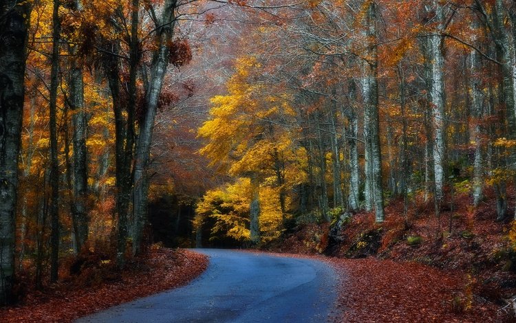 дорога, деревья, лес, листья, осень, поворот, road, trees, forest, leaves, autumn, turn