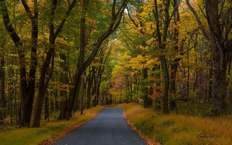 дорога, деревья, лес, осень, пенсильвания, опавшие листья, road, trees, forest, autumn, pa, fallen leaves