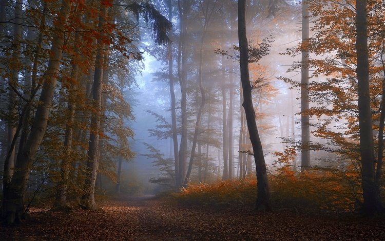 дорога, деревья, лес, туман, осень, road, trees, forest, fog, autumn