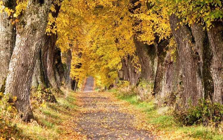 дорога, деревья, осень, road, trees, autumn