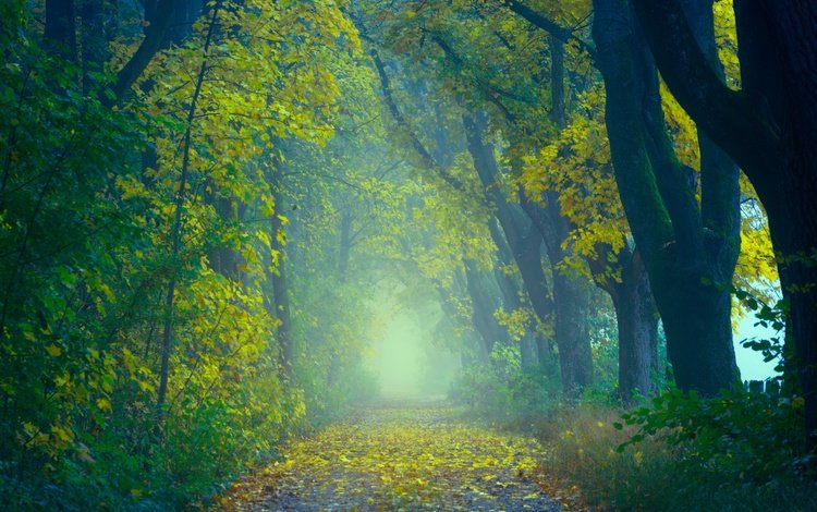 дорога, деревья, природа, лес, листья, туман, осень, road, trees, nature, forest, leaves, fog, autumn