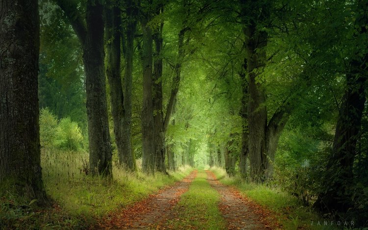 дорога, деревья, природа, лес, пейзаж, чехия, road, trees, nature, forest, landscape, czech republic
