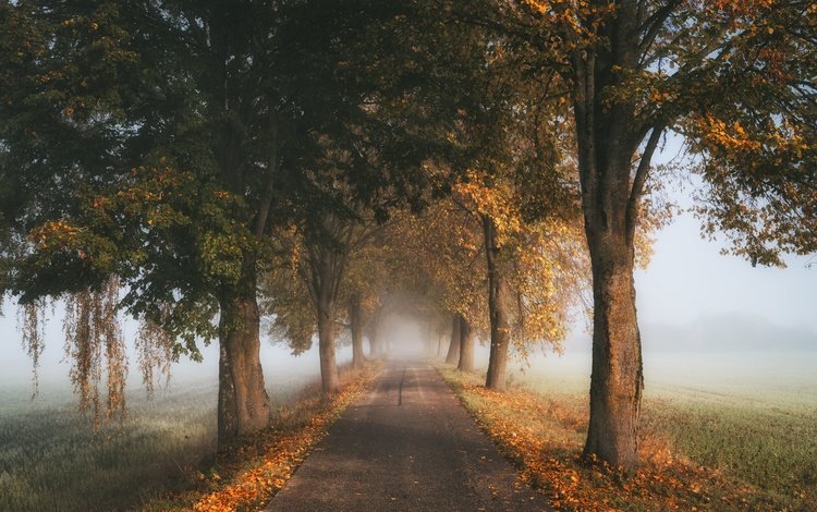 дорога, деревья, туман, осень, road, trees, fog, autumn