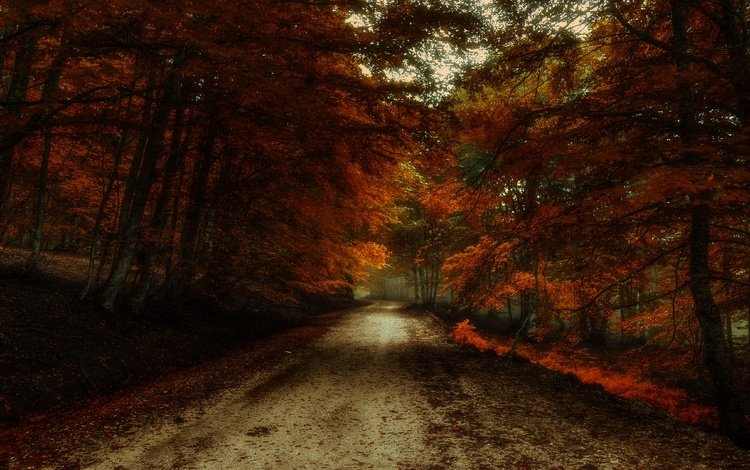 дорога, лес, листва, осень, краски осени, багрянец, road, forest, foliage, autumn, the colors of autumn, the crimson