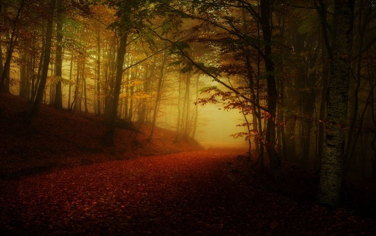 дорога, лес, туман, осень, листопад, аллея, полумрак, road, forest, fog, autumn, falling leaves, alley, twilight