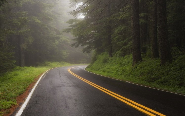 дорога, лес, туман, road, forest, fog