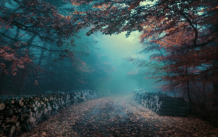 дорога, лес, утро, туман, листва, осень, дымка, бревна, road, forest, morning, fog, foliage, autumn, haze, logs