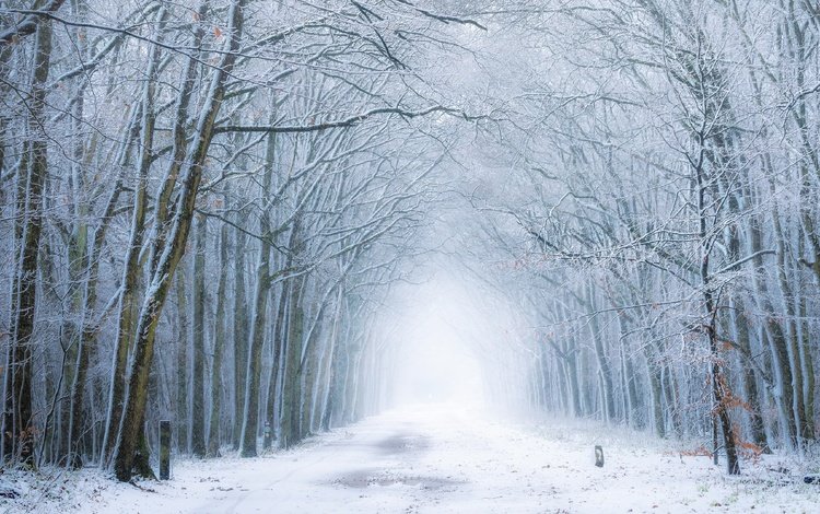 дорога, лес, зима, туман, road, forest, winter, fog