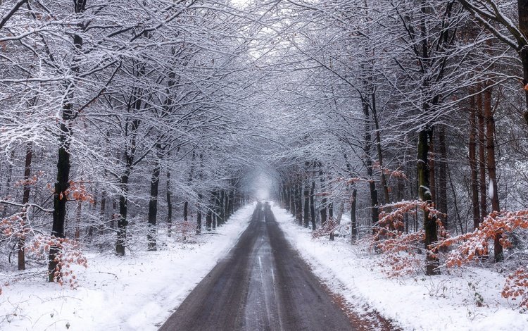 дорога, деревья, снег, лес, зима, ветки, road, trees, snow, forest, winter, branches