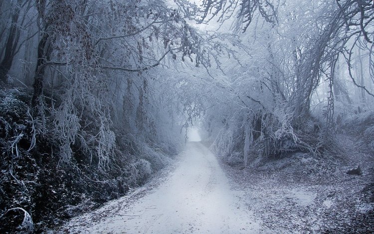 дорога, снег, природа, лес, зима, туман, road, snow, nature, forest, winter, fog