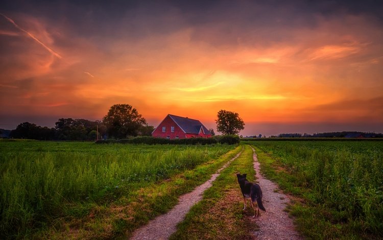 дорога, закат, собака, дом, road, sunset, dog, house